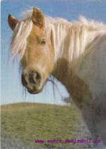 Shetlandský pony