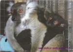 Lemur tmavý