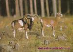 Muflon