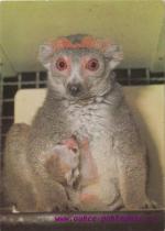 Lemur zlatočelý