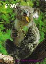 Koala