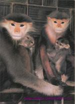 Langur duk
