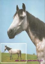 Anglo-arab