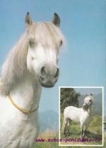 Welsh Mountain pony