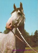 Ušlechtilý teplokrevník