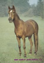 Pouštní arabská plnokrevní klisna-Kuhaylah Ad-Dunays