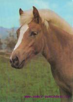 Haflinger