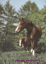 Belgický chladnokrevník