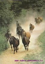 Stádo albertoveckého hřebčína