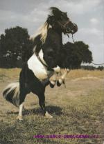 Shetlandský poník