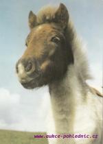 Shetlandský poník