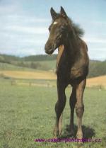 Anglický plnokrevník