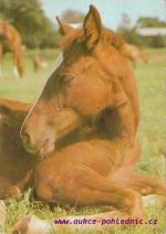 Anglický polokrevník