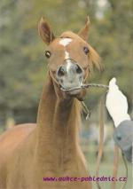 Arabská plnokrevná klisna