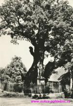 Stochov-památný dub