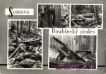Boubínský prales
