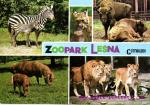 Zlín-Zoo- Zebra Bohmova