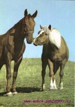 Anglický polokrevník a hafling