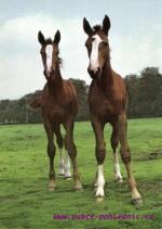 Hříbata na pastvě