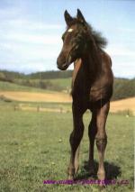 Anglický polokrevník