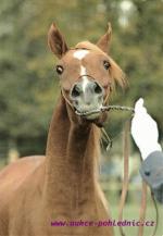 Arabská plnokrevná klisna