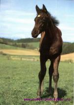 Anglický plnokrevník