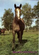 Mladá kobylka- šiml