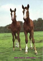 Hříbata na pastvě