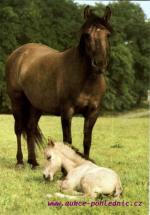 Tarpanka s mládětem