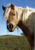 Shetlandský Pony
