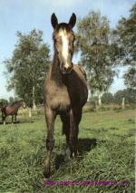 Mladá kobylka- šiml