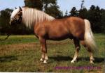 Haflinger