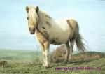 Shetlandský Pony