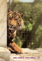 ZOO- Stuttgart Tygr sumaterský