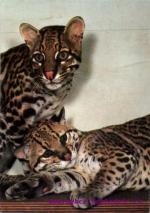 ZOO- Hannover- Ocelot velký