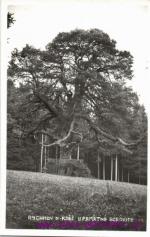 Rychnov nad Kněžnou- památné borovice