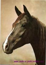 Arabská plnokrevná klisna