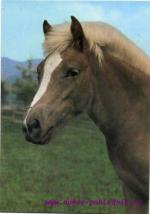 Haflinger