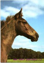 Ušlechtilý teplokrevník 