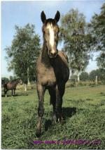 Mladá kobylka- šiml