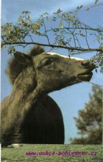 Welsh pony- chovatel Trojan Málkov