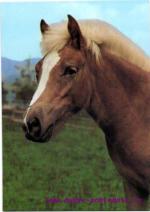 Haflinger