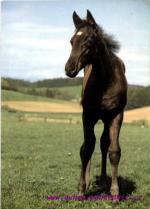 Anglický plnokrevník