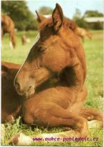 Anglický polokrevník 