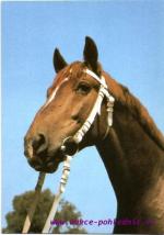 Ušlechtilý teplokrevník 