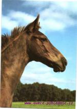 Ušlechtilý teplokrevník 