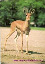 Gazela dorkas
