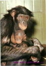 Bonobo