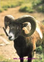 Muflon