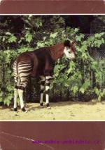 Okapi